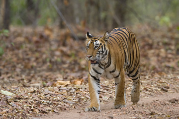 Tigerin laeuft auf dem Weg