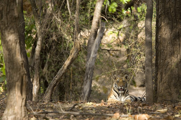 Tiger beobachtet die Umgebung