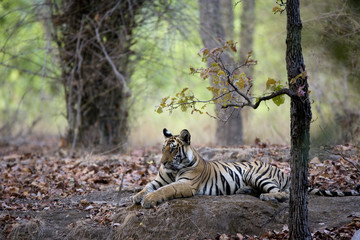 Tiger liegt auf einem Felsen