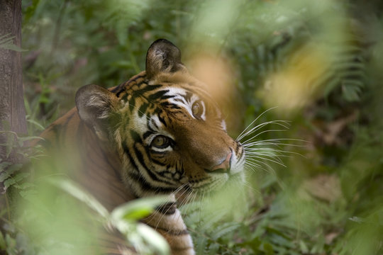 Tigerin liegt im Dschungel