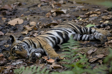 Fototapeta na wymiar Junger Tiger liegt im Flussbett