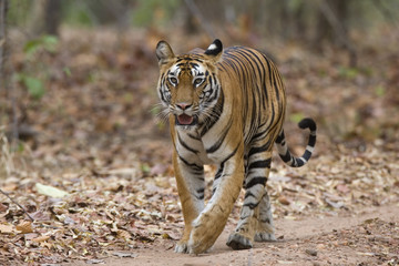 Tigerin laeuft auf dem Weg