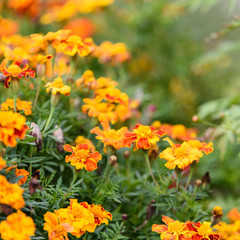 Autumn orange flowers