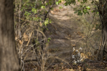 Tiger erspaeht Beute