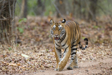 Tigerin laeuft auf dem Weg