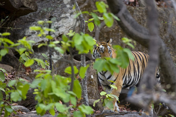 Tiger beobachtet die Umgebung