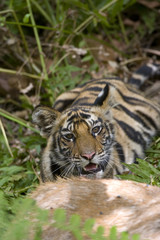 Junger Tiger an der Beute
