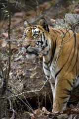 Tiger erspaeht Beute