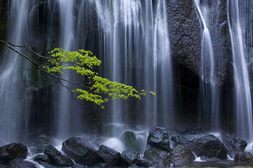 Long exposure of waterfall with branch of Maple tree with green leaves in foreground.