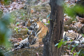 Tigerin liegt mit Jungem auf einem Felsen