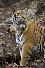 Fototapeta na wymiar Tiger erspaeht Beute