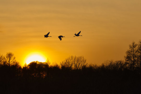 Silhouette of three red-crowned cranes, Grus japonensi, Japanese crane, in flight at sunset.