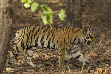 Tiger auf der Suche nach Beute