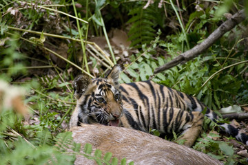 Junger Tiger an der Beute