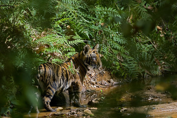 Junger Tiger an einem Flusslauf © aussieanouk