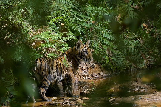 Junger Tiger an einem Flusslauf