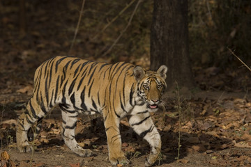 Tiger auf der Suche nach Beute