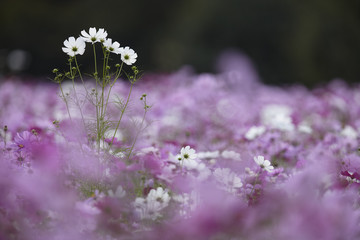 Daisies and blue flowers, differential focus