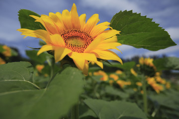 sunflower with yellow petals and green leaves