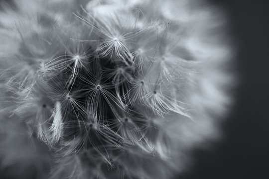 close up of dandelion head, flurry spores and seeds