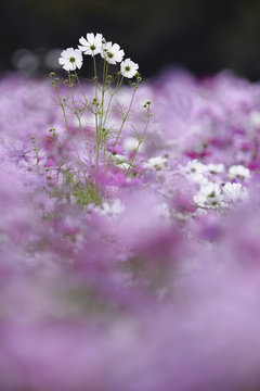 Daisies and blue flowers, differential focus