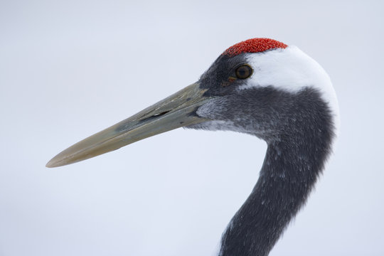 The head of red-crowned crane, Grus japonensi, Japanese crane. Grey and white plumage with patch of red bare skin on the crown. Bird life.