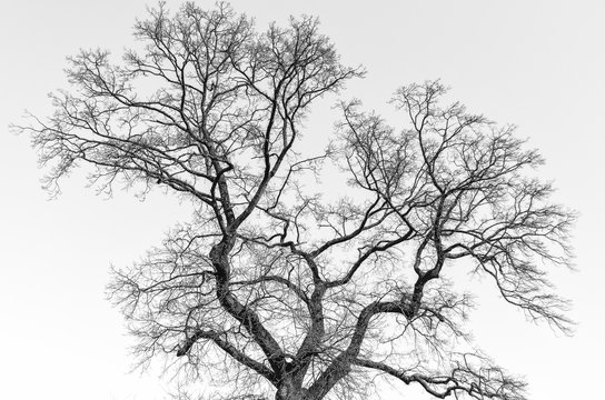 Mature tree in winter with bare branches against grey sky