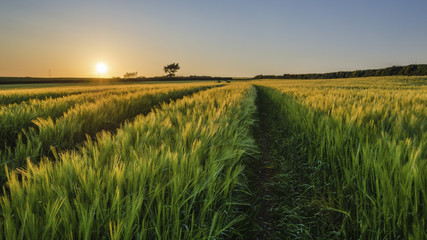 Crops in a field in summer