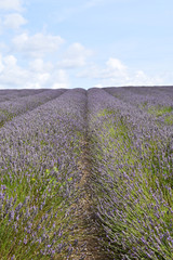 Fototapeta na wymiar Rows of lavender flowers in field