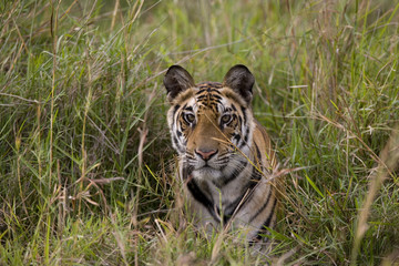 Tigerin erspaeht Beute im hohen Gras