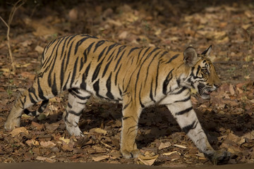 Fototapeta na wymiar Tiger auf der Suche nach Beute