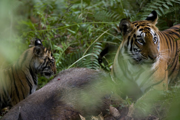 Tigerfamilie an der Beute