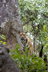 Tiger erspaeht Beute