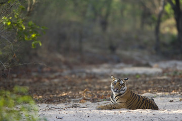Tiger liegt in einem trockenem Flussbett