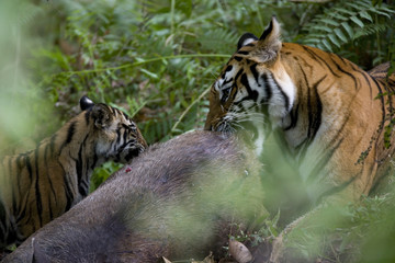 Tigerfamilie frisst an einem Sambahirsch