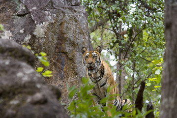 Tiger beobachtet die Umgebung