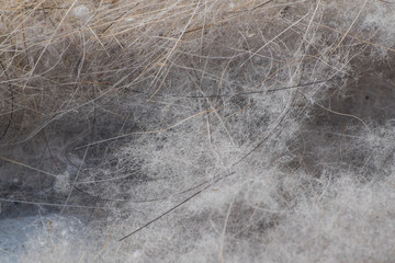 Household dust is the cause of allergies and asthma , Dust from the air filter, Allergies and asthma closeup