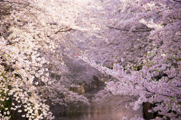 さくらのある風景