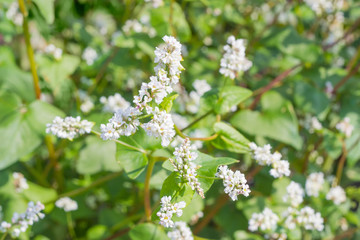 Flowers of a buckwheat on field closeup