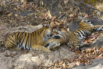 Fototapeta na wymiar Tigerfamilie liegt im Wald