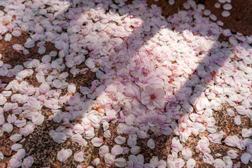 さくらのある風景