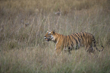 Dominanter Tiger durchstreift sein Revier