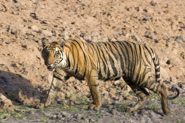 Fototapeta na wymiar Tiger durchstreift sein Revier