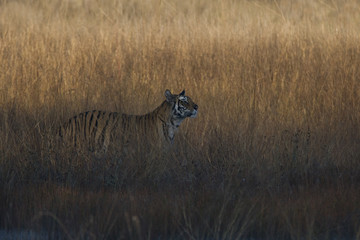 Fototapeta na wymiar Tiger auf Beutesuche am fruehen Morgen