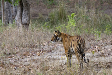 Tiger beobachtet die Umgebung