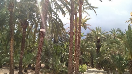 Fototapeta premium Espagne Elche Elx Alicante palmeraie chaleur soleil désert