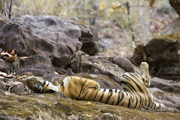 Tiger schlaeft auf einem Felsplateau