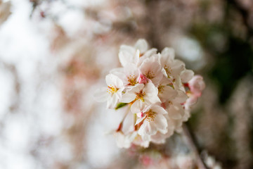 さくらのある風景
