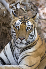 Tiger Portraet