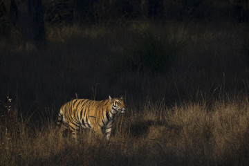 Fototapeta na wymiar Tiger auf Beutesuche am fruehen Morgen